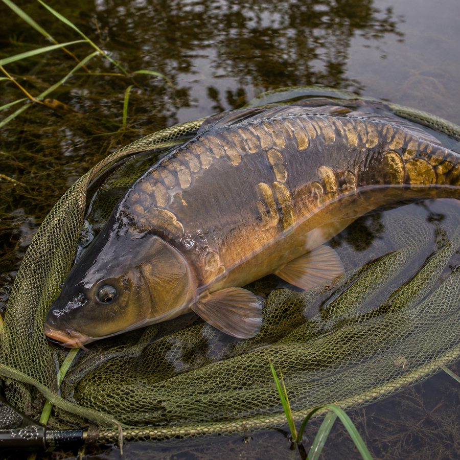 Spiegelkarpfen im Kescher am Wasser